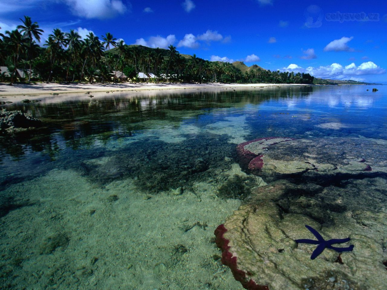 Foto: Starfish Along The Coral Coast Of Viti Levu, Fiji