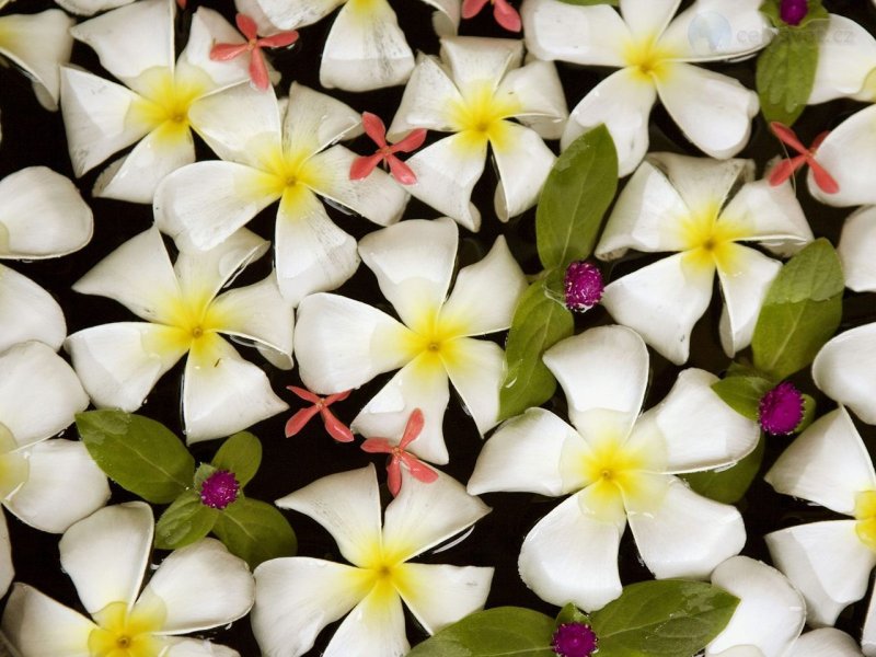 Foto: Frangipani Flowers In Water, Thailand