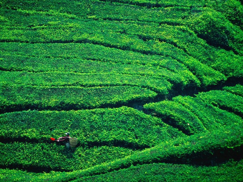 Foto: Tea Plantation Harvesting, Cameron Highlands, Malaysia