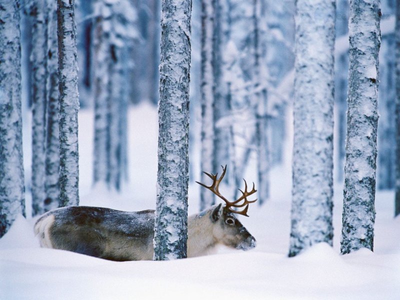 Foto: Reindeer, Svansele, Vdsterbotten, Sweden