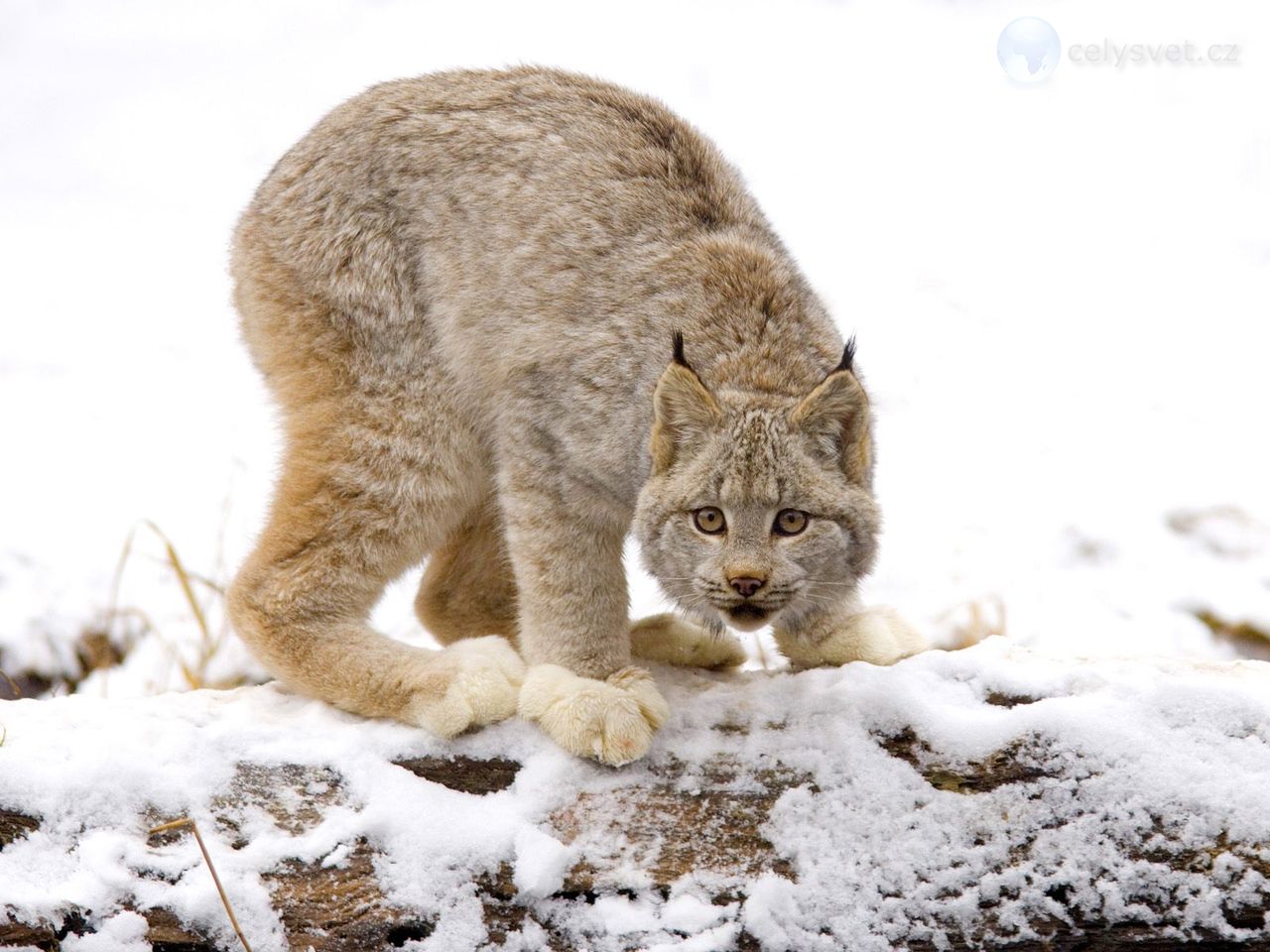 kanadské Lynx, British Columbia, Kanada / Canadian Lynx, British Columbia, Canada