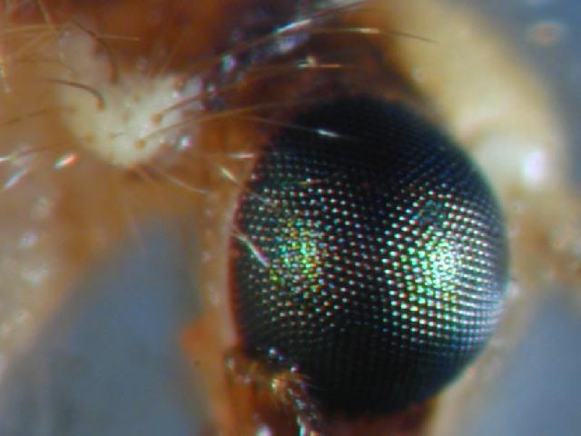 Novinka: Amerian vytvoili uml hmyz oko