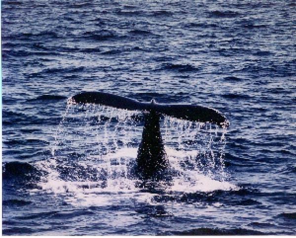 Foto k novince: Austrlie a Nov Zland spolen za zchranu velryb