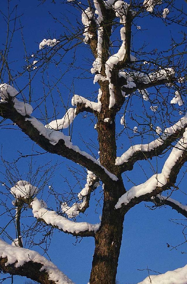 Novinka: Co vyrb kyslk, kdy opad list ze strom?