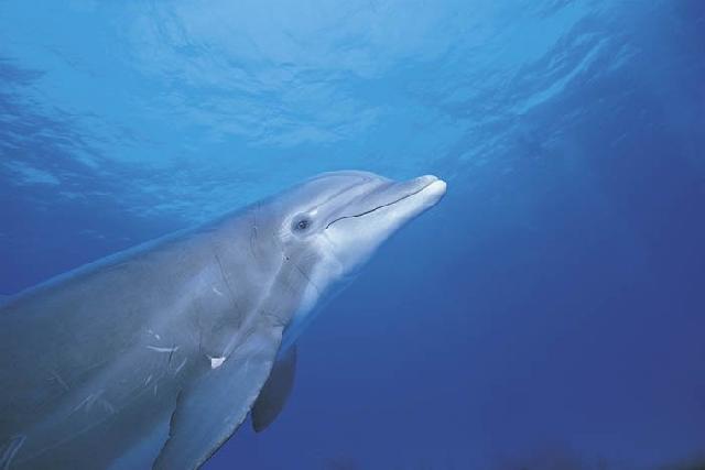Foto k novince: Jak je pina hromadnch hyn delfn a velryb?