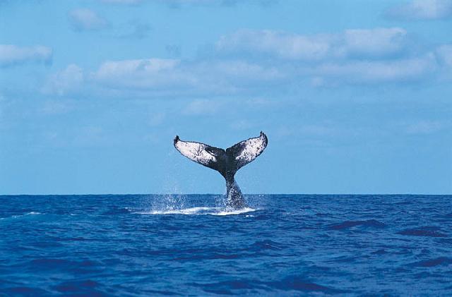 Foto k novince: Jak je pina hromadnch hyn delfn a velryb?
