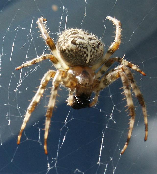 Novinka: Maj pavouci a hmyz svj genetick kd?