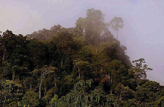 Novinka: Pralesy na Borneu pr skrvaj lky proti AIDS i rakovin