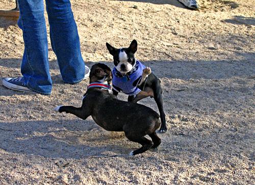 Foto k novince: Kdy se potkaj dva psi