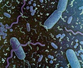 Foto k novince: Uv dt spe v bakterie nebo v pnaboha?