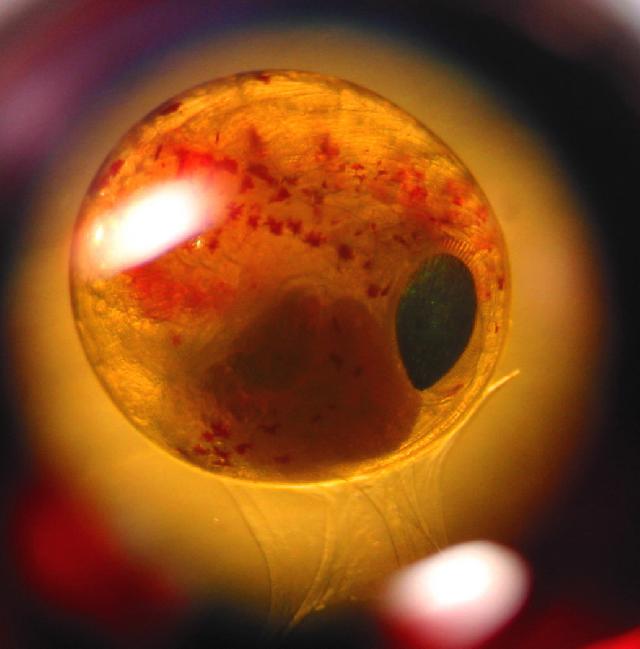 Foto k novince: Metoda neplodnch dn zabj lidsk embrya