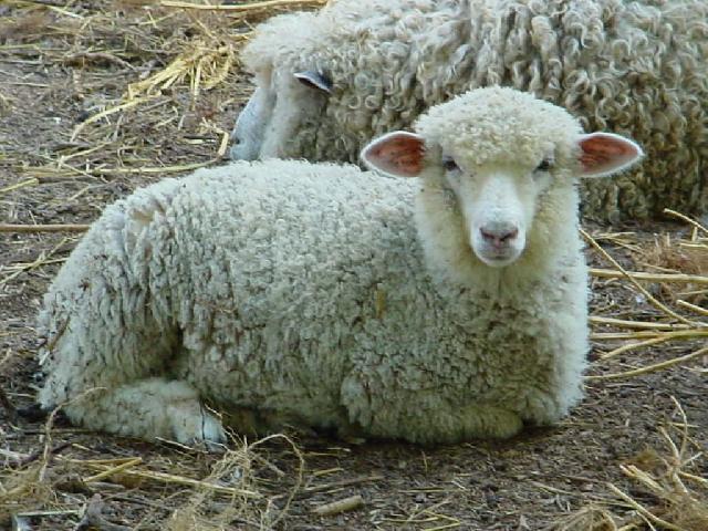 Foto k novince: O tvrtinu se bhem roku zvil poet ovc na jin Morav