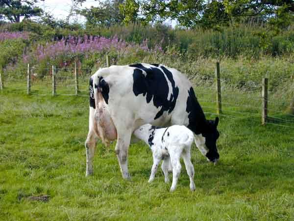 Foto k novince: Skot odoln vi nemoci lench krav