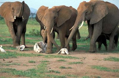 Foto k novince: Sloni oplakvaj sv zemel