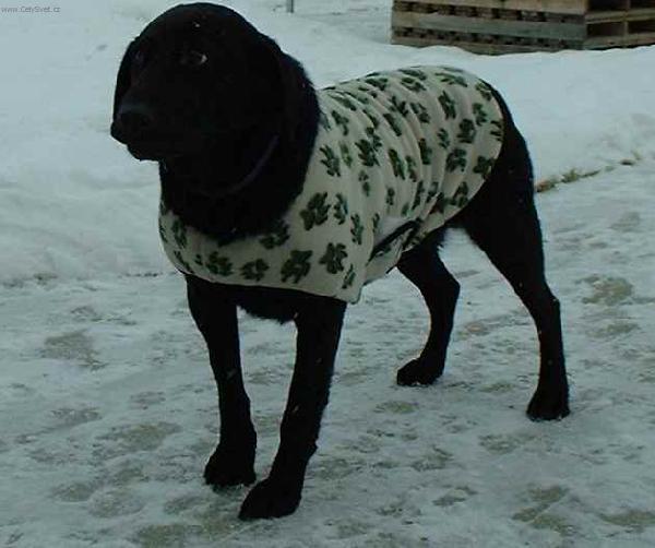 Foto k novince: Veterini doporuuj venit psa v botikch a v obleku