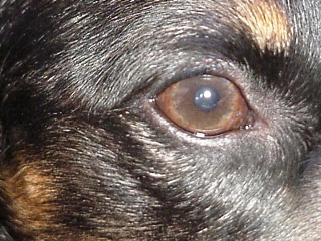 Novinka: Vid psi ernoble?