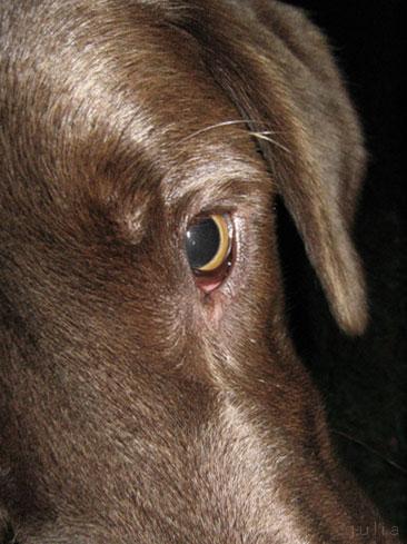 Novinka: Vid psi ernoble?