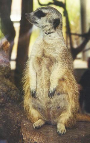 Foto k novince: Vradc surikaty