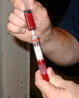Novinka: Poprv v historii byl vyvinut test k uren krevnch skupin u ps