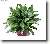 Pokojové rostliny: Jedovaté > Aglaonema (Aglaonema rotundum)