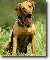 Serbian Hound
