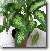 Pokojové rostliny: Jedovaté > Dieffenbachie mramornatka (Dieffenbachia amoena)