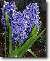 Pokojové rostliny: Jedovaté > Hyacint východní (Hyacinthus  orientalis)