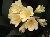 Pokojové rostliny: Jedovaté > Klívie, Řemenatka (Clivia)