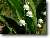 Pokojové rostliny: Jedovaté > Konvalinka vonná (Convallaria majalis)