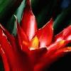 Avatary ke sta�en� do f�r, na blog, do profilu: Kv�tiny