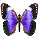 Avatary ke sta�en� do f�r, na blog, do profilu: Zv��ata: Mot�li