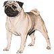 Avatary ke sta�en� do f�r, na blog, do profilu: Zv��ata: Psi 4