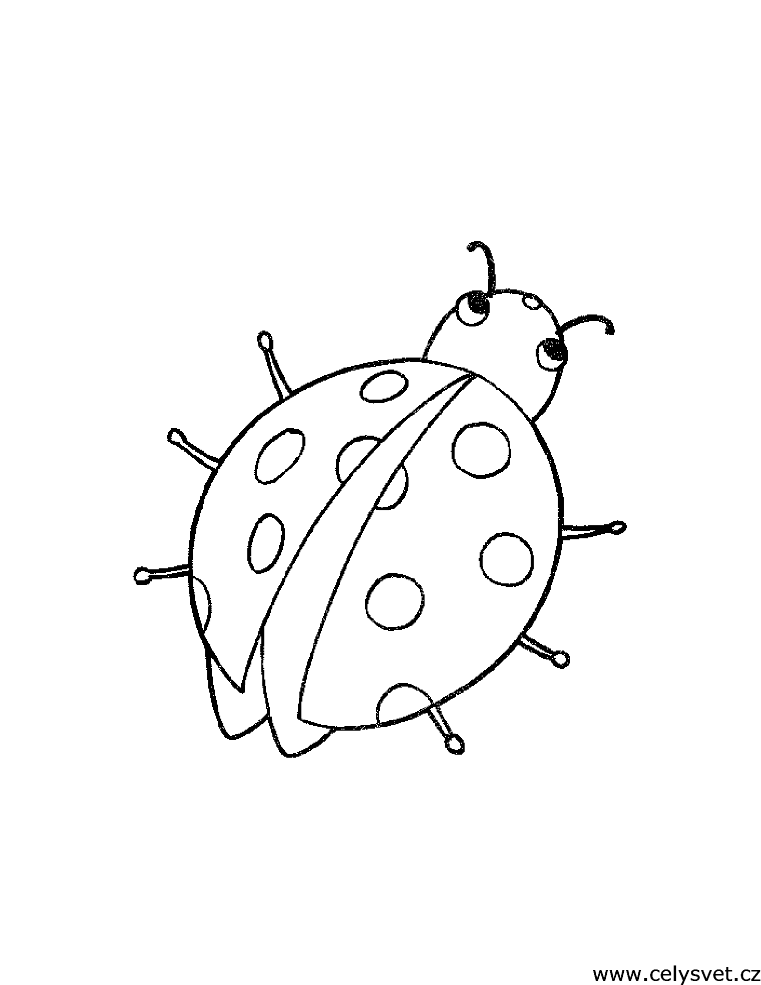 Omalovnka: Zvata: Hmyz, motli