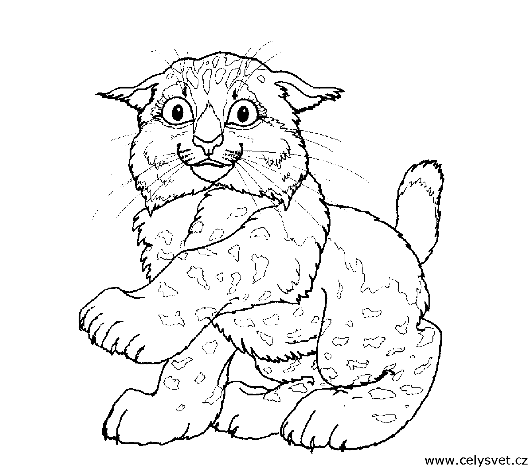 Omalovnka: Zvata: Koky