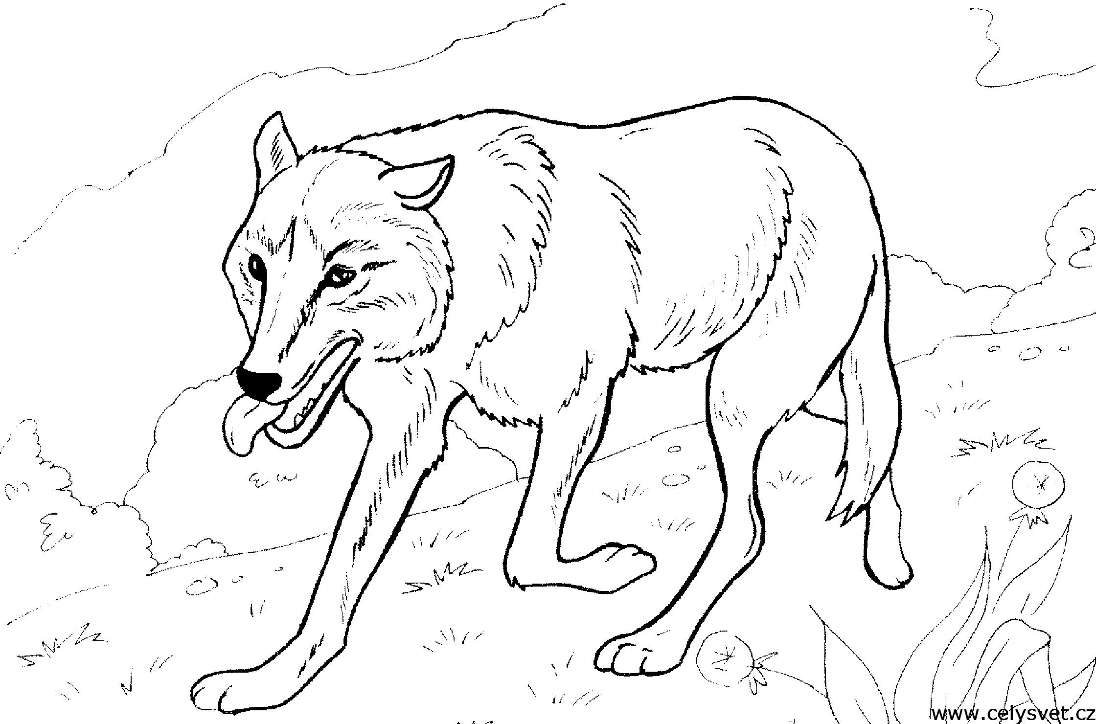 Omalovánka: Zvířata: Liška, vlk