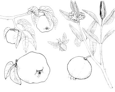 Omalovnky k vytisknut