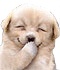 www.celysvet.cz/skin/smile/s12771.gif