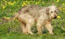 Photos: Bosnian broken-haired hound-called barak (Dog standard) (pictures, images)