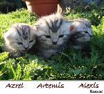 Chovatelska stanice ps: EL TIGRE BLANCO