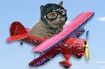 Chovatelska stanice ps: AIR FORCE CAT