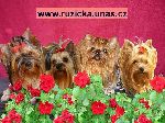 Chovatelska stanice ps�: RَI�KA