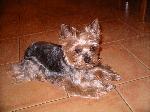 Chovatelska stanice ps�: Z NOV�HO SV�TA