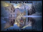 Chovatelska stanice ps: KING OF YUKON