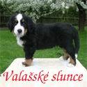 Chovatelska stanice ps: VALASK SLUNCE