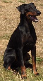 Chovatelska stanice ps: ZE ZMECK ZAHRADY