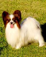 Chovatelska stanice ps: BABOKA ADMIRL