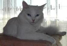 Shrink Impossible Dense Chovatelská stanice koček: Turecká kočka Van - SEVIMLI HAYVAN *CZ