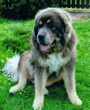 Obrázek “http://www.celysvet.cz/stanice/obrazek/chovatelska-stanice-tibetska-doga-hamistu-1.jpg” nelze zobrazit, protože obsahuje chyby.